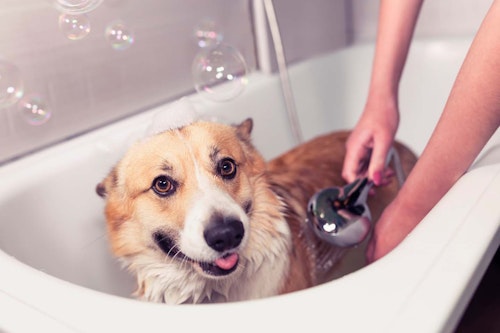 犬の耳掃除のやり方は 正しい手順と頻度 必要な道具や防げる病気について解説 獣医師監修 わんクォール 犬の耳掃除のやり方は 正しい手順と頻度 必要な道具や防げる病気について解説 獣医師監修 わんクォール