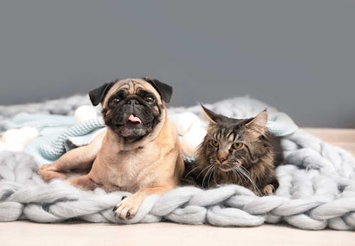 獣医師監修 犬と猫を一緒に飼っても大丈夫 それぞれの習性の違いと迎える順番 餌の与え方の注意点などについて解説 わんクォール