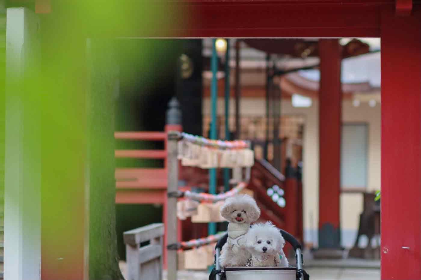 神社と犬