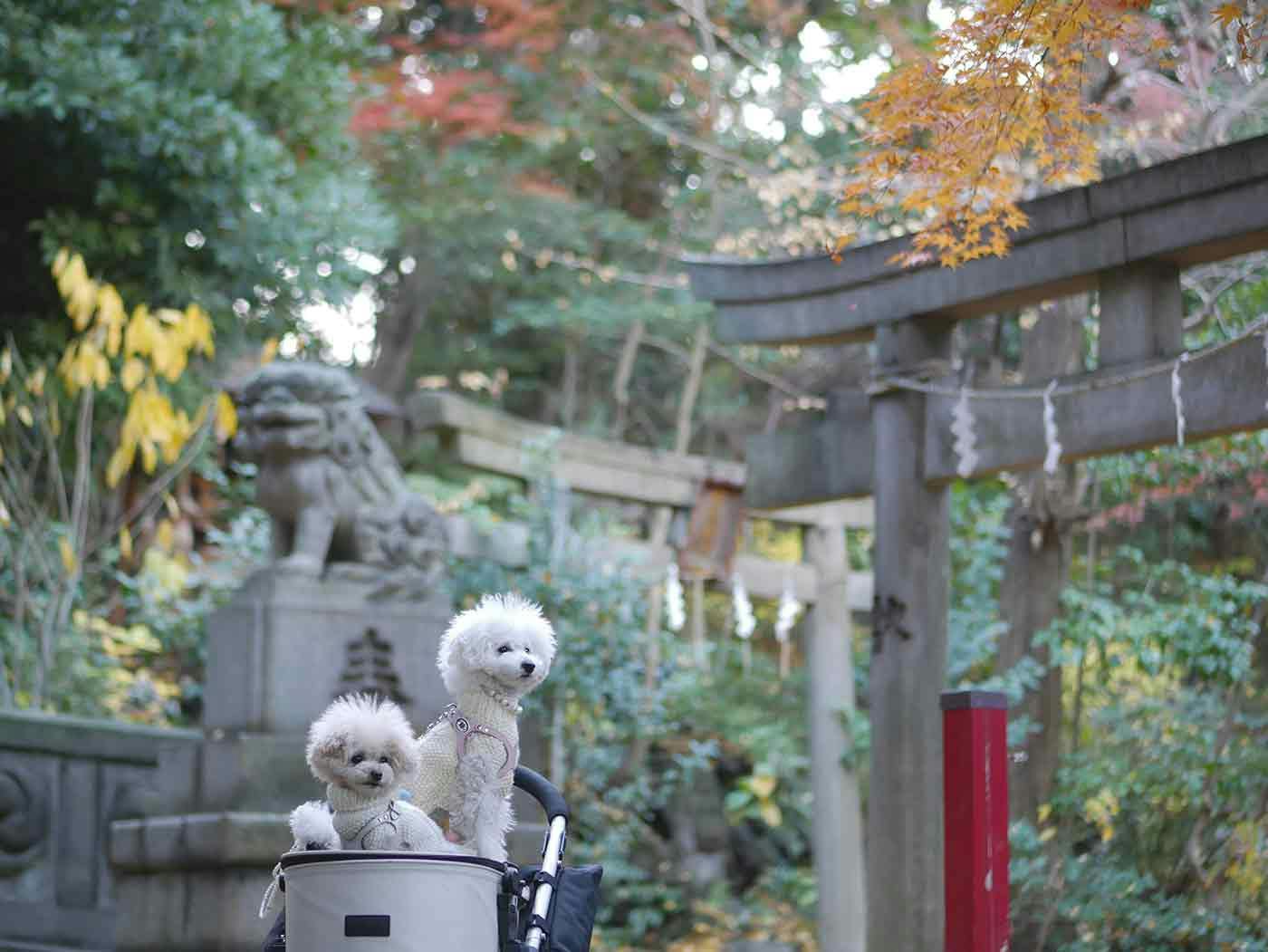 自然豊かな氷川神社と犬