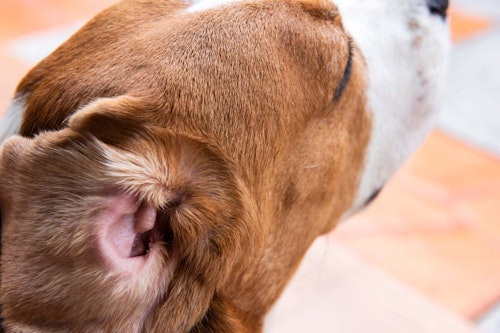 犬の耳掃除のやり方は 正しい手順と頻度 必要な道具や防げる病気について解説 獣医師監修 わんクォール 犬の耳掃除のやり方は 正しい手順と頻度 必要な道具や防げる病気について解説 獣医師監修 わんクォール