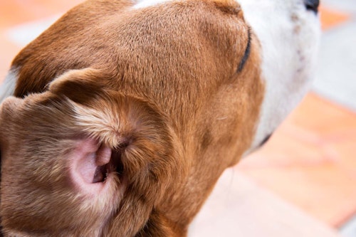 犬の耳掃除のやり方は 正しい手順と頻度 必要な道具や防げる病気について解説 獣医師監修 わんクォール