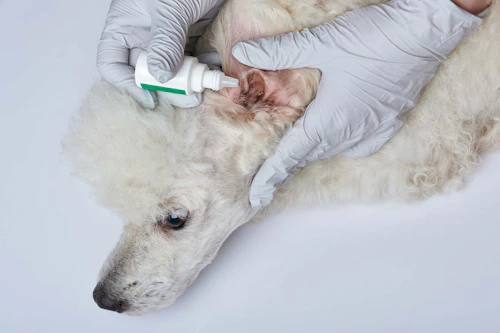 C1zp Icptnr33m C1zp Icptnr33m