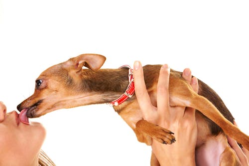 獣医師監修 犬が飼い主を舐める理由は その裏にある感情や注意点 やめさせる方法などについて解説 わんクォール