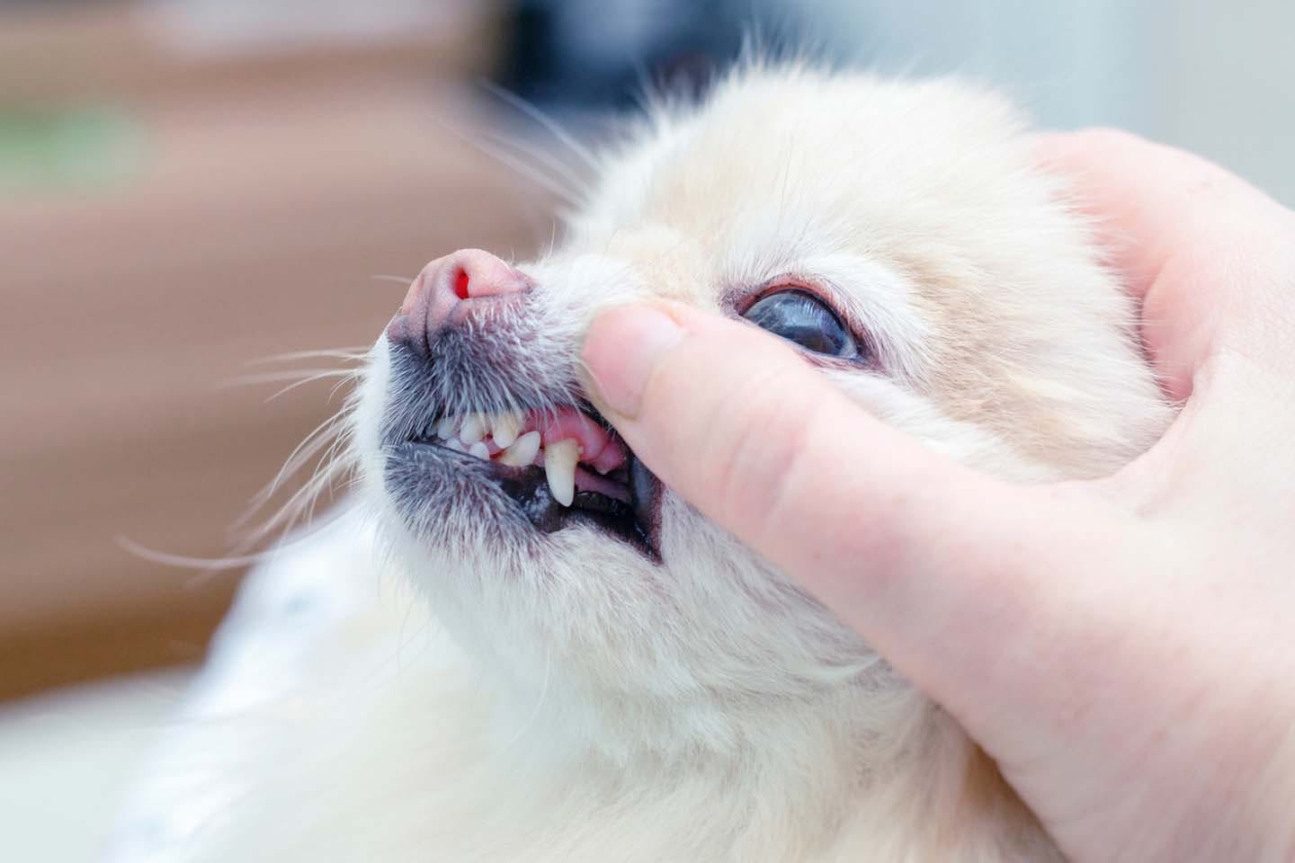 獣医師監修】犬の歯石取りはどうすればいい？原因と対処法、病院で除去