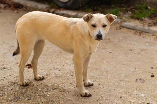 獣医師監修 しっぽで分かる犬の気持ちとは 位置や動きから推測できる感情を解説 わんクォール 獣医師監修 しっぽで分かる犬の気持ちとは 位置や動きから推測できる感情を解説 わんクォール