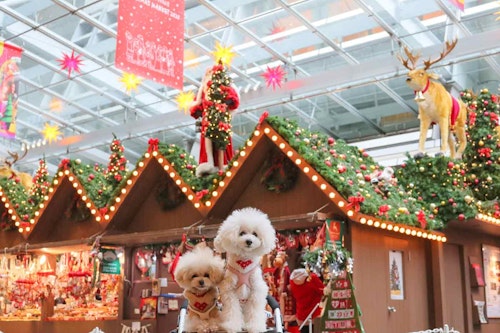 【六本木】愛犬と冬の六本木ヒルズをお散歩！イルミネーションとクリスマスマーケットを楽しもう！