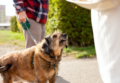 犬が突然唸るようになった 原因とやめさせるためのしつけ方法を解説 獣医師監修 わんクォール 犬が突然唸るようになった 原因とやめさせるためのしつけ方法を解説 獣医師監修 わんクォール