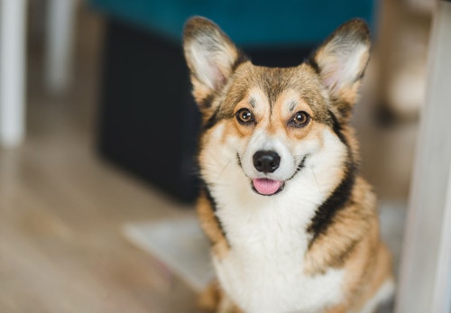 コーギーの性格や特徴とは 飼い方の注意点やしつけのコツ かかりやすい病気について解説 獣医師監修 わんクォール コーギーの性格や特徴とは 飼い方の注意点やしつけのコツ かかりやすい病気について解説 獣医師監修 わんクォール