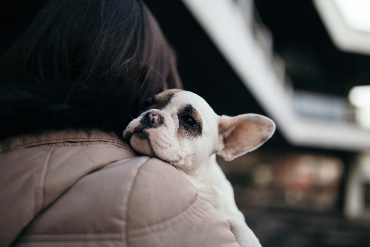 【獣医師監修】迷子対策として犬にマイクロチップを装着するメリットとは？かかる費用や注意点も解説