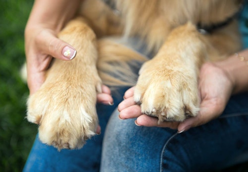 獣医師監修 犬の骨格ってどうなっているの 人間との違いや特徴 犬種ごとの差などについて解説 わんクォール