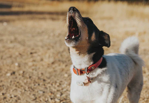 獣医師監修 犬が吠える理由とは 原因別の対処法や吠え癖をなくすおすすめのしつけなどを解説 わんクォール 獣医師監修 犬が吠える理由とは 原因別の対処法や吠え癖をなくすおすすめのしつけなどを解説 わんクォール