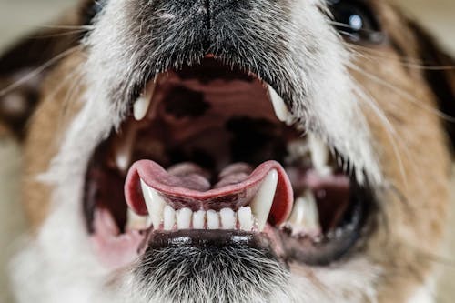 獣医師監修 犬の歯石取りはどうすればいい 原因と対処法 病院で除去するときの手順などについて解説 わんクォール