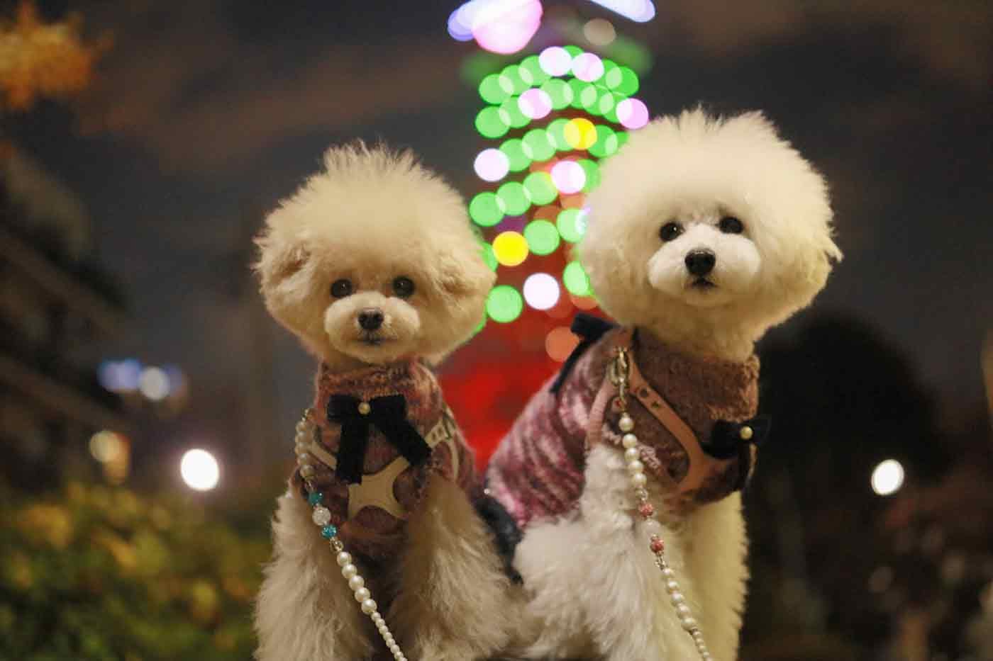 愛犬と東京タワー