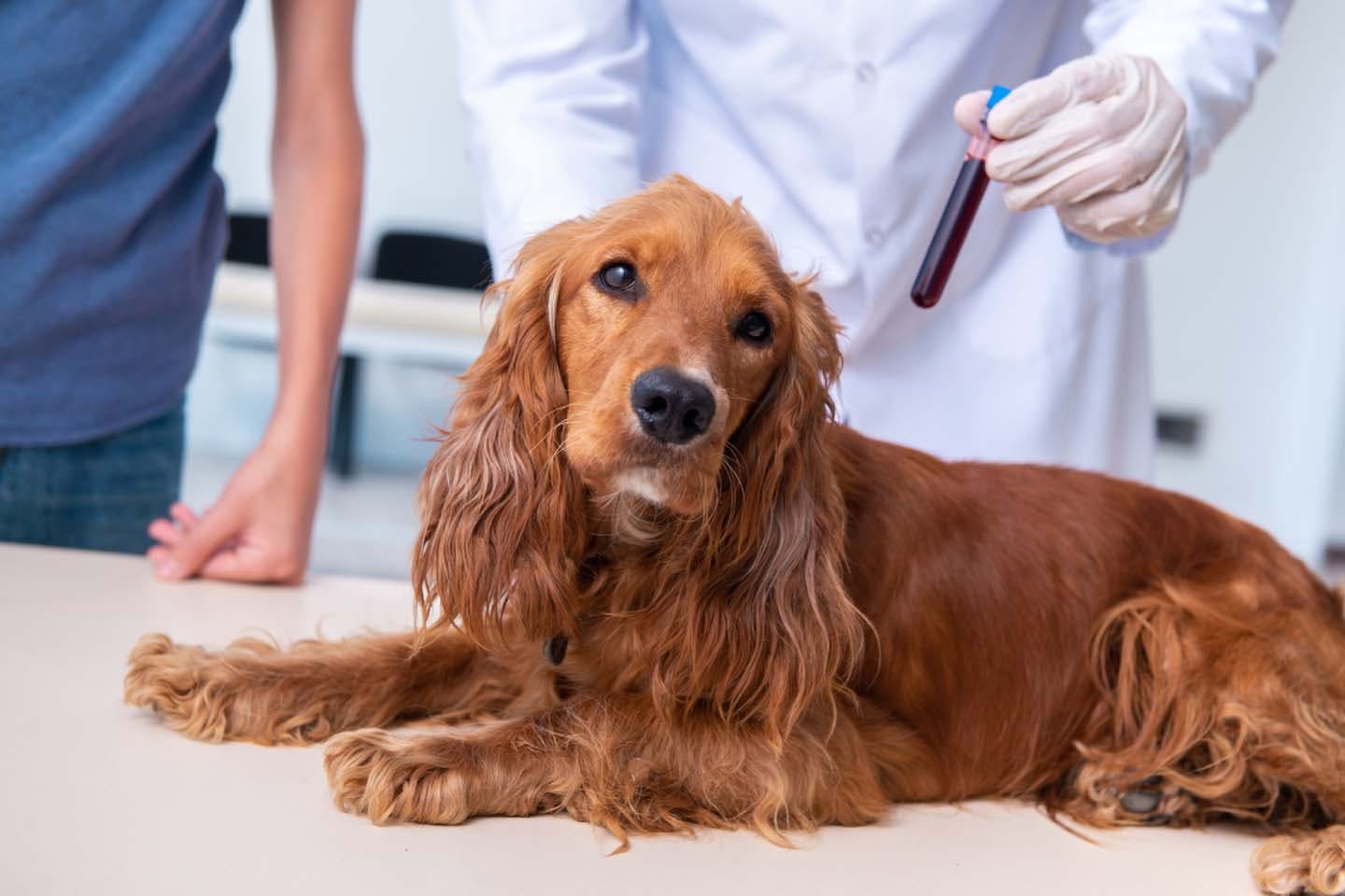 獣医師監修 犬にも血液型があるの 分類方法や輸血の時の注意点について解説 Health 健康 わんクォール