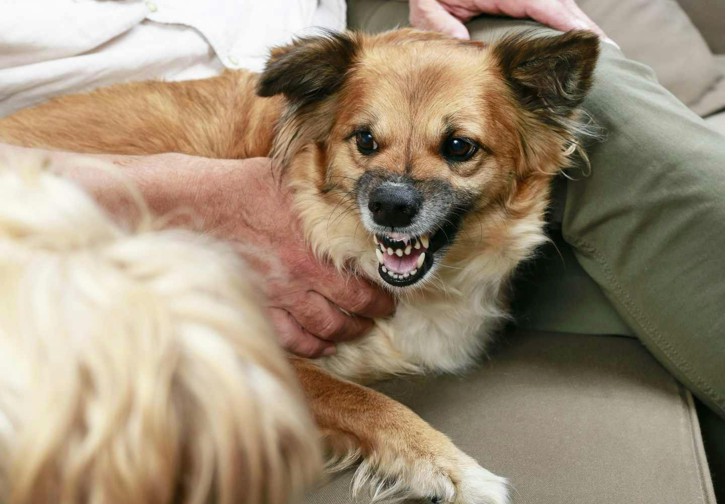 犬が唸る理由とは やめさせるためのしつけや唸っている時の感情について解説 獣医師監修 Training しつけ わんクォール