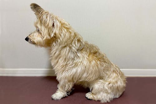 犬が喜ぶマッサージ方法とは 事前の準備と正しい手順 メリットや注意点について解説 獣医師監修 わんクォール