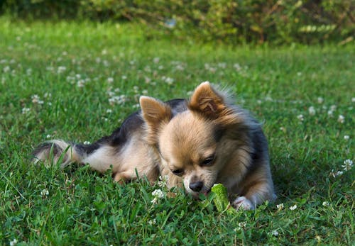 犬はきゅうりを食べても大丈夫 皮などの注意点や栄養面のメリット 尿路結石の要因なのかについて解説 獣医師監修 わんクォール
