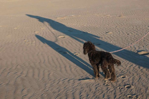 九十九里浜の海に入って濡れた愛犬