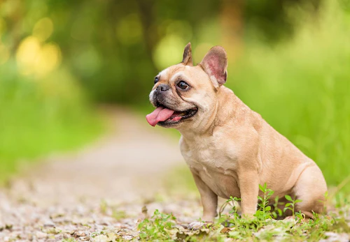 フレンチ ブルドッグ フレブル の性格や特徴は 飼い方のコツや寿命 歴史などを解説 獣医師監修 わんクォール フレンチ ブルドッグ フレブル の性格や特徴は 飼い方のコツや寿命 歴史などを解説 獣医師監修 わんクォール
