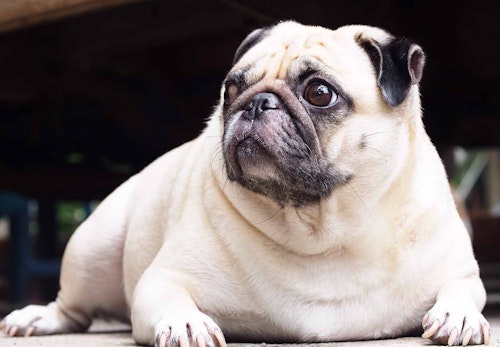 パグの性格や特徴は 飼い方やしつけのコツ 歴史などを解説 獣医師監修 わんクォール パグの性格や特徴は 飼い方やしつけのコツ 歴史などを解説 獣医師監修 わんクォール