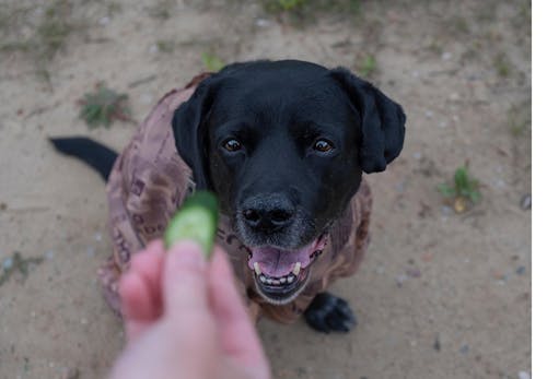 犬はきゅうりを食べても大丈夫 皮などの注意点や栄養面のメリット 尿路結石の要因なのかについて解説 獣医師監修 わんクォール