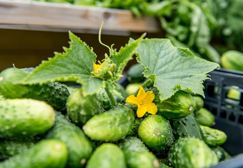 犬はきゅうりを食べても大丈夫 与える際の注意点とメリットについて解説 獣医師監修 わんクォール 犬はきゅうりを食べても大丈夫 与える際の注意点とメリットについて解説 獣医師監修 わんクォール