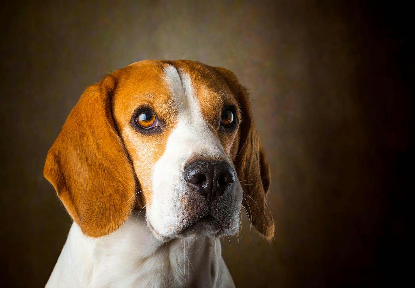 【獣医師監修】犬の気持ちを知る方法とは？表情、尻尾、カーミングシグナルなどの仕草から読み取れる感情を解説
