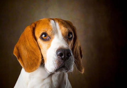獣医師監修 犬の気持ちを知る方法とは 表情 尻尾 カーミングシグナルなどの仕草から読み取れる感情を解説 わんクォール 獣医師監修 犬の気持ちを知る方法とは 表情 尻尾 カーミングシグナルなどの仕草から読み取れる感情を解説 わんクォール