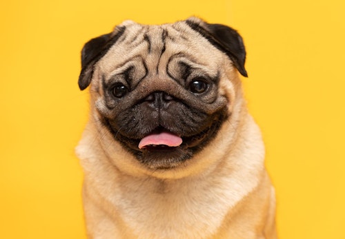 パグの性格や特徴は 飼い方やしつけのコツ 歴史などを解説 獣医師監修 わんクォール パグの性格や特徴は 飼い方やしつけのコツ 歴史などを解説 獣医師監修 わんクォール