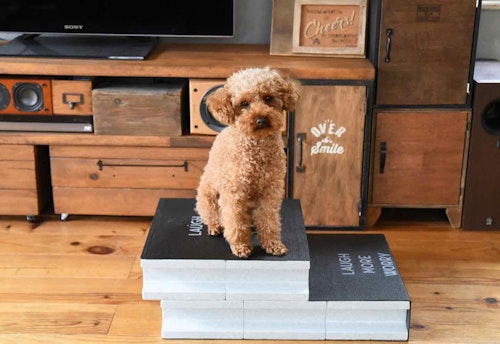 小型犬 高齢犬向け 15分diy 100均ブロックのお手軽ステップで愛犬の身体の負担を減らしてあげよう わんクォール 小型犬 高齢犬向け 15分diy 100均ブロックのお手軽ステップで愛犬の身体の負担を減らしてあげよう わんクォール
