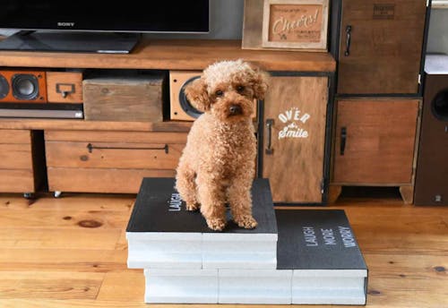 小型犬 高齢犬向け 15分diy 100均ブロックのお手軽ステップで愛犬の身体の負担を減らしてあげよう わんクォール 小型犬 高齢犬向け 15分diy 100均ブロックのお手軽ステップで愛犬の身体の負担を減らしてあげよう わんクォール