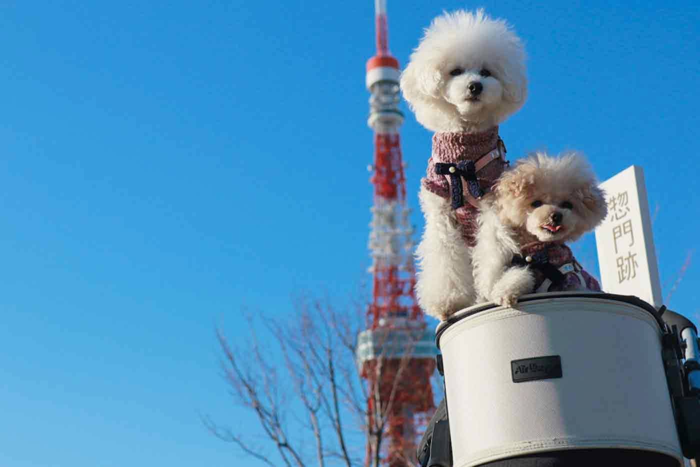 愛犬と楽しめる東京タワー周辺の冬のお散歩コースをご紹介