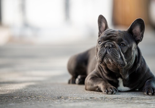 獣医師監修 犬の気持ちを知る方法とは 表情 尻尾 カーミングシグナルなどの仕草から読み取れる感情を解説 わんクォール 獣医師監修 犬の気持ちを知る方法とは 表情 尻尾 カーミングシグナルなどの仕草から読み取れる感情を解説 わんクォール