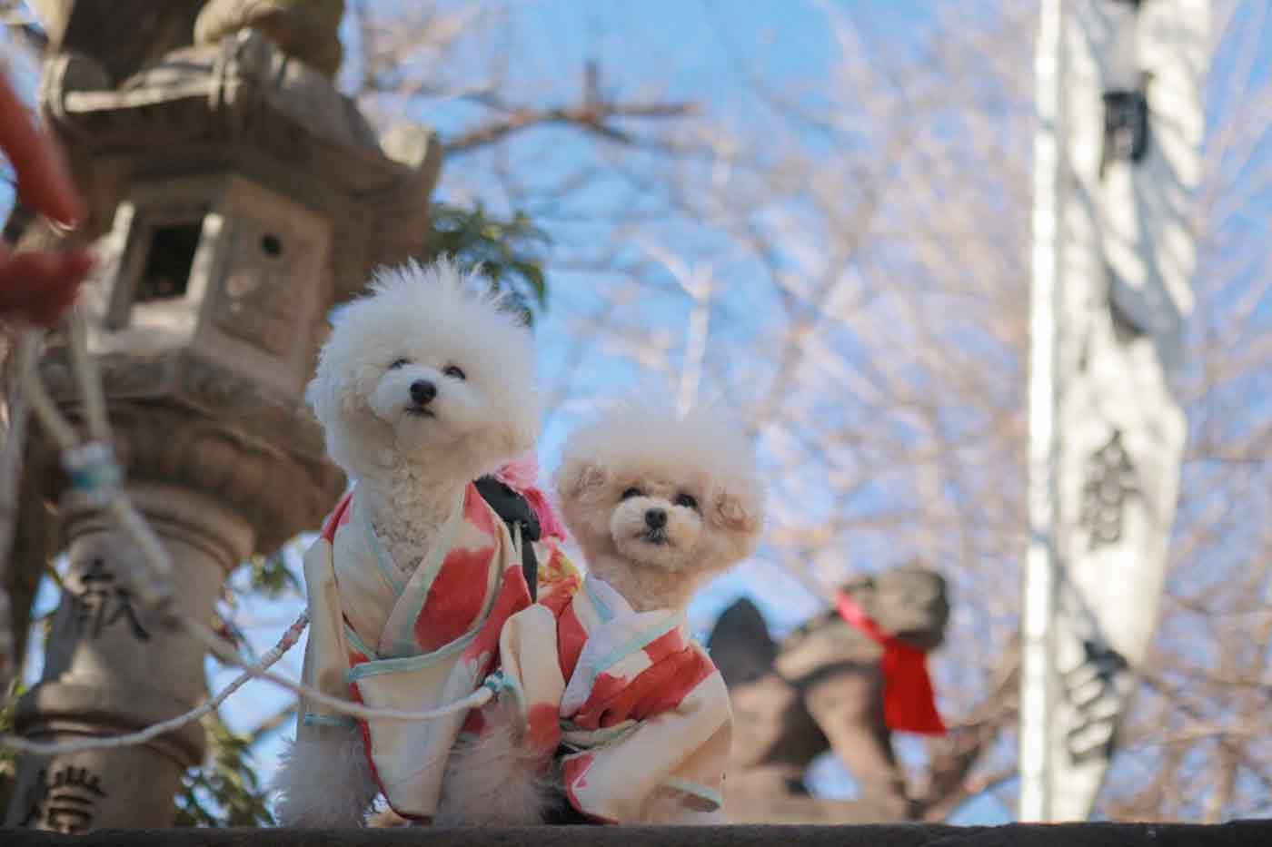 【市ヶ谷】都内で愛犬と密回避！まだまだ年始のご祈祷ができるスポットを紹介