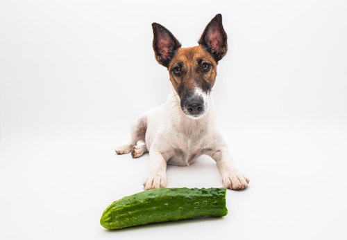 犬はきゅうりを食べても大丈夫 与える際の注意点とメリットについて解説 獣医師監修 わんクォール 犬はきゅうりを食べても大丈夫 与える際の注意点とメリットについて解説 獣医師監修 わんクォール