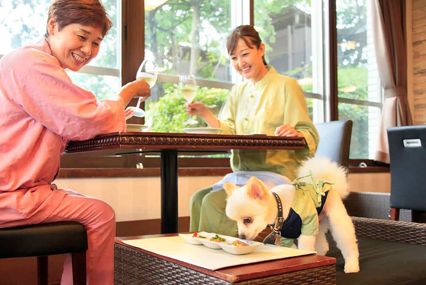 宿泊料10%OFF!伊豆の「愛犬お宿」で最高の休日を過ごそう!