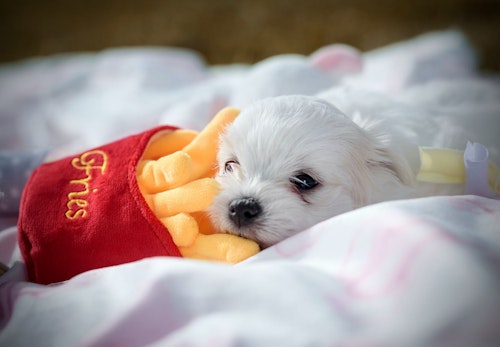 犬はじゃがいもを食べても大丈夫 与える際の注意点 皮や芽をどうするか おすすめの調理法などを解説 獣医師監修 わんクォール 犬はじゃがいもを食べても大丈夫 与える際の注意点 皮や芽をどうするか おすすめの調理法などを解説 獣医師監修 わんクォール