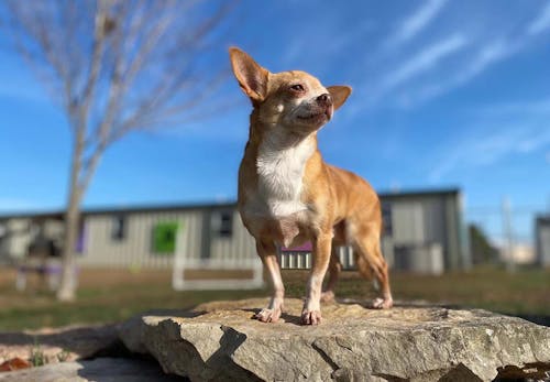 ペットロスの症状とは 心理状態や克服方法 身近な人がなったときの接し方などについて解説 獣医師監修 わんクォール ペットロスの症状とは 心理状態や克服方法 身近な人がなったときの接し方などについて解説 獣医師監修 わんクォール