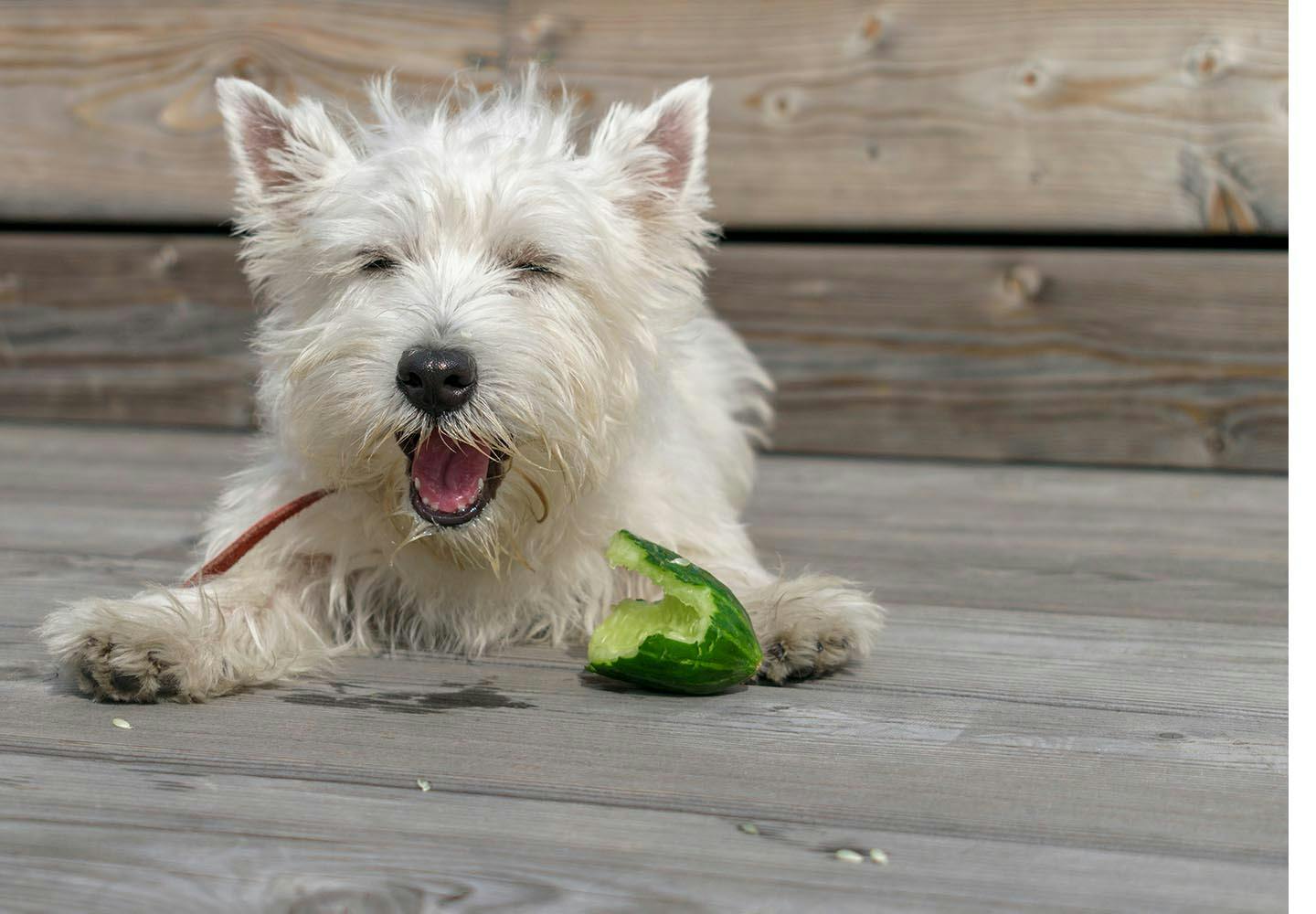 犬はきゅうりを食べても大丈夫 皮などの注意点や栄養面のメリット 尿路結石の要因なのかについて解説 獣医師監修 わんクォール