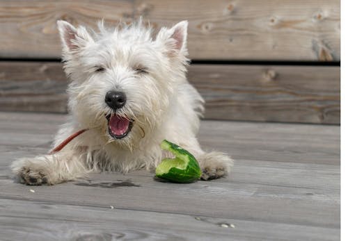 犬はきゅうりを食べても大丈夫 皮などの注意点や栄養面のメリット 尿路結石の要因なのかについて解説 獣医師監修 わんクォール