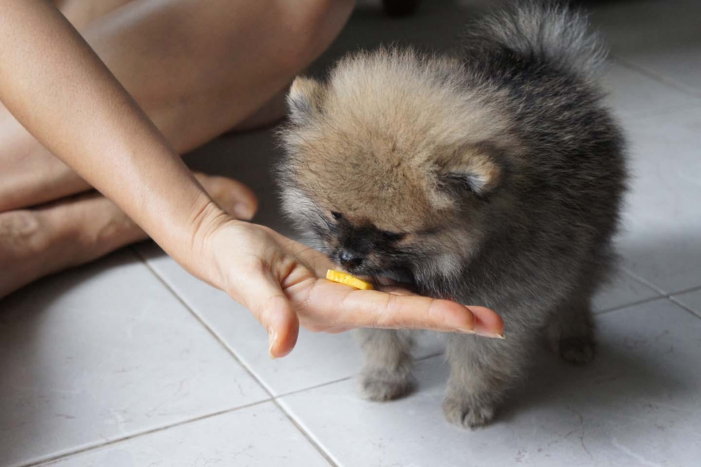 マンゴーを食べる犬