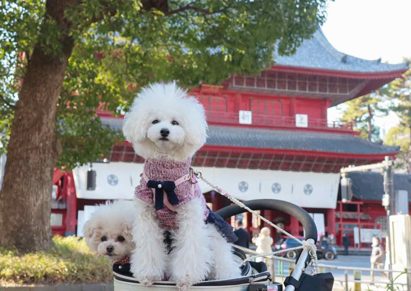 三解脱門と愛犬