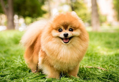 ポメラニアンの平均寿命は何歳 長生きさせるお世話のコツや 気をつけたい病気について解説 獣医師監修 わんクォール ポメラニアンの平均寿命は何歳 長生きさせるお世話のコツや 気をつけたい病気について解説 獣医師監修 わんクォール