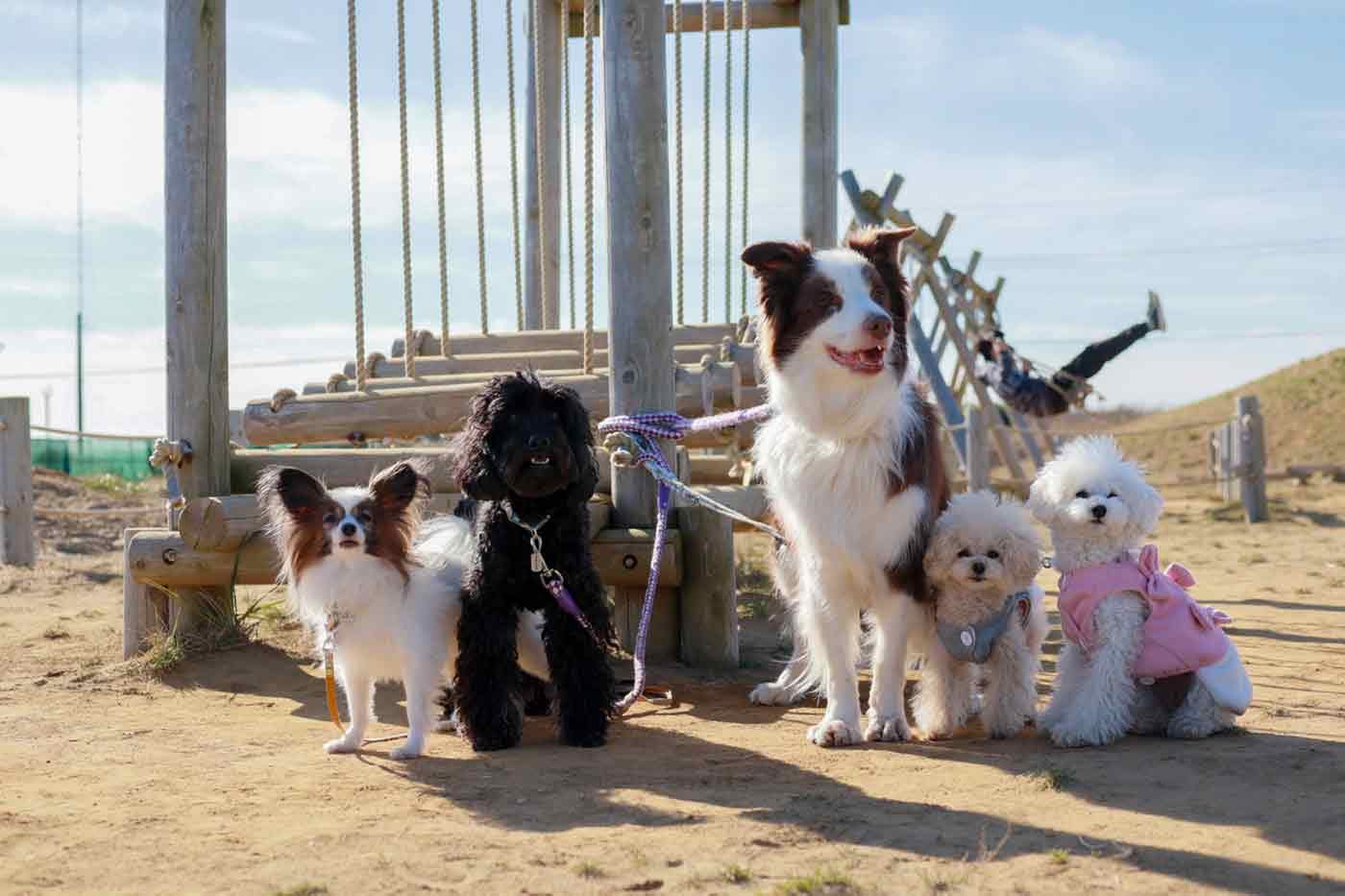 海の駅　九十九里　愛犬と立ち寄りスポット　公園