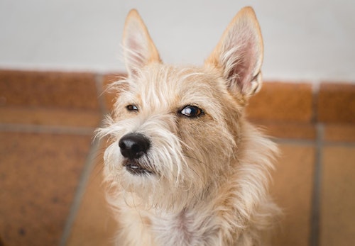 獣医師監修 犬の気持ちを知る方法とは 表情 尻尾 カーミングシグナルなどの仕草から読み取れる感情を解説 わんクォール 獣医師監修 犬の気持ちを知る方法とは 表情 尻尾 カーミングシグナルなどの仕草から読み取れる感情を解説 わんクォール