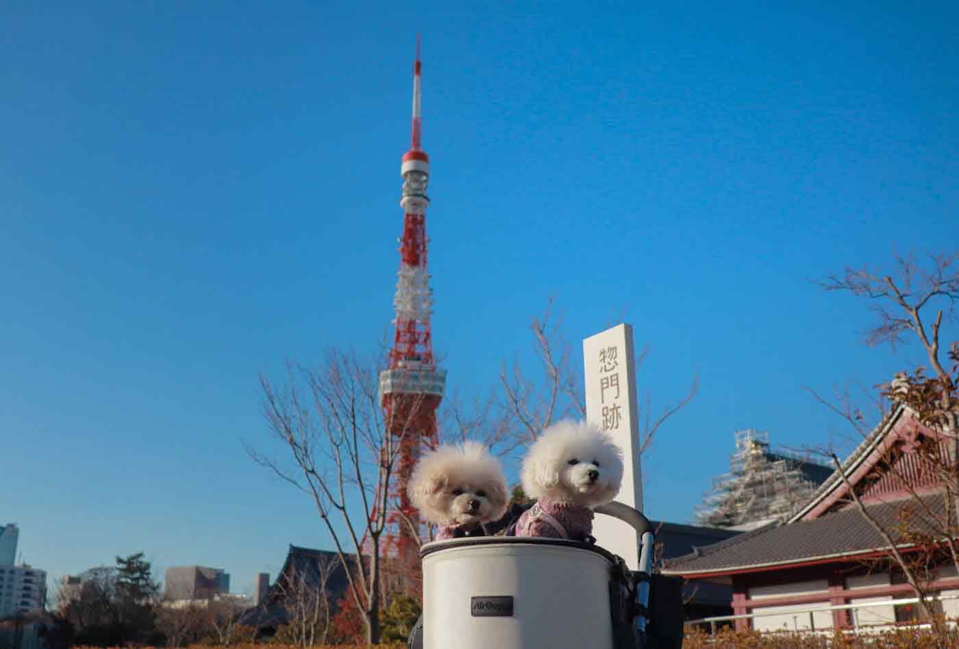 東京タワーと犬