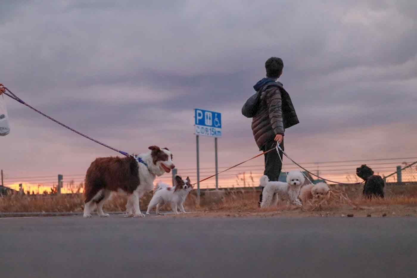 九十九里 愛犬と浜焼きランチやドッグランも 都内から近い海辺で思いっきり愛犬と遊ぼう わんクォール