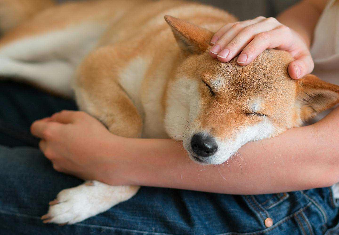 獣医師監修 ペットロスの症状とは 心理状態や克服方法 身近な人がなったときの接し方などについて解説 わんクォール