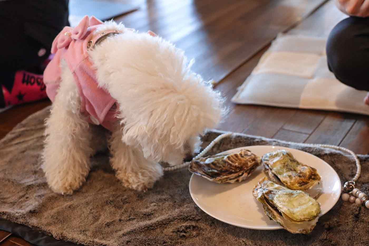 浜茶屋 網元に遊びにきた犬